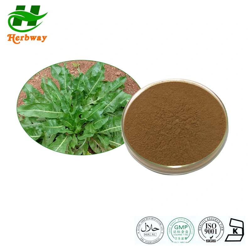 Herbway Botanical Extract Pharmaceutical Isatis Indigotica Fort Extract for Improving Immunity